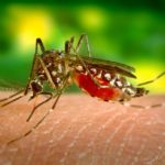 zika virus