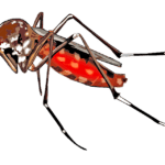 zika